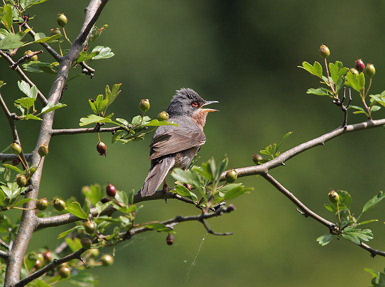 Oasi naturalistica del Carmine